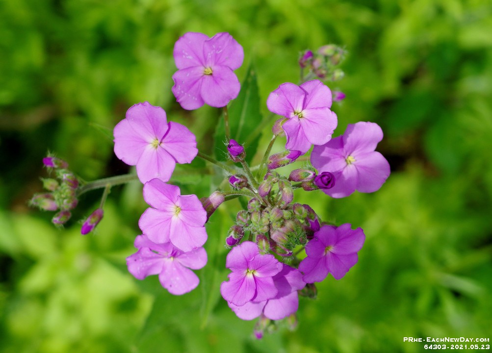 64303CrLe - A Sunday walk along the trail north of Rossland Road